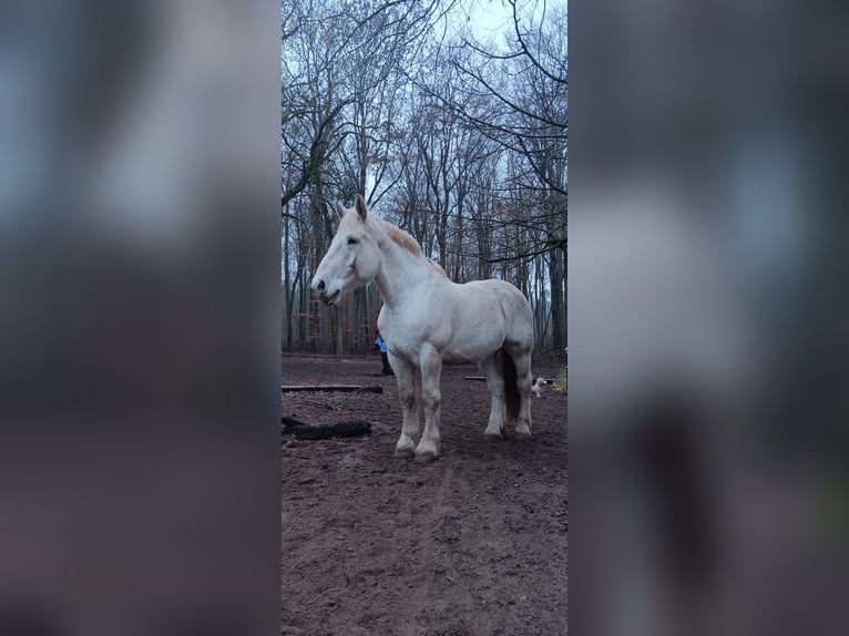 Boulonnais Wallach 9 Jahre 179 cm Schimmel in Lützow