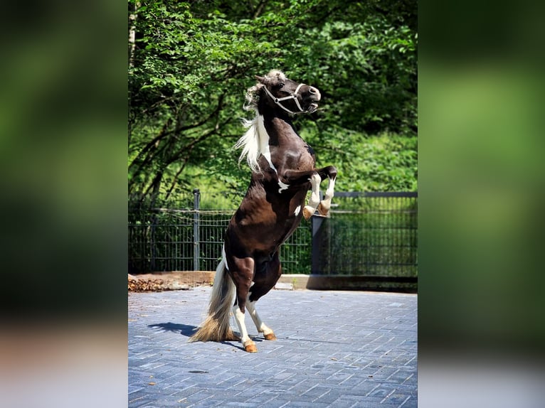 BOWIE American Miniature Horse Hengst in Ühlingen-Birkendorf