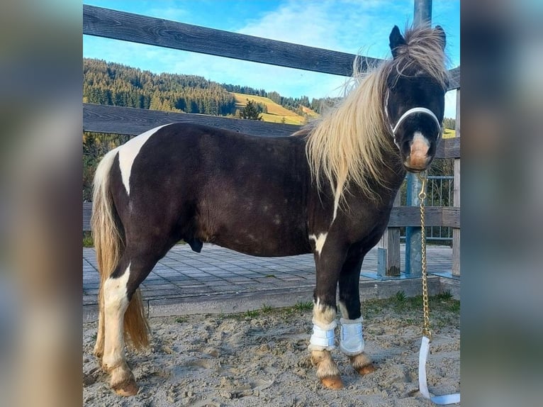 BOWIE American Miniature Horse Hengst in Ühlingen-Birkendorf