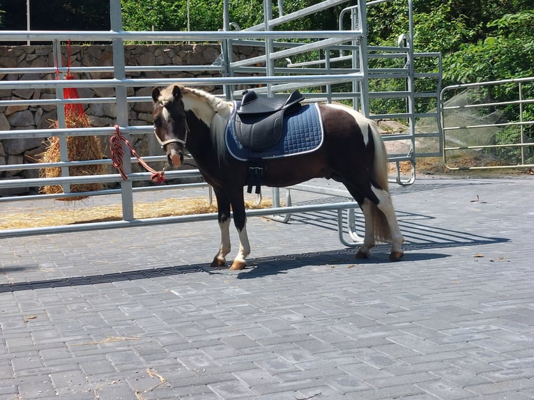 BOWIE American Miniature Horse Hengst in Ühlingen-Birkendorf