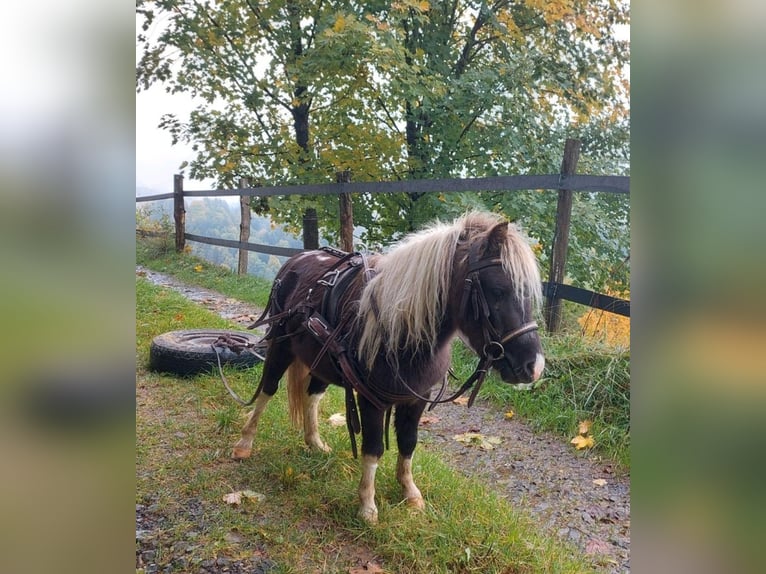 BOWIE Amerikaans minipaard Hengst in Ühlingen-Birkendorf