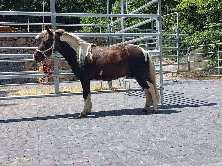 BOWIE Amerikaans minipaard Hengst in Ühlingen-Birkendorf