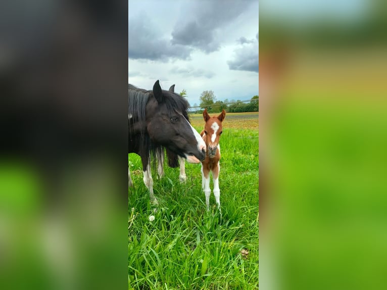 BPH LH DIAMOND HEART Duitse rijpony Hengst Dunalino in Heidelberg