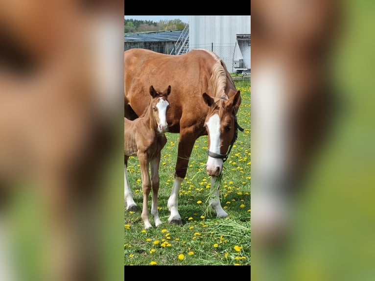 BPH LH DIAMOND HEART Duitse rijpony Hengst Dunalino in Heidelberg