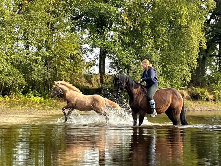 BPH LH DIAMOND HEART German Riding Pony Stallion Dunalino in Heidelberg