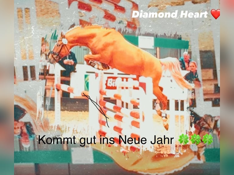 BPH LH DIAMOND HEART Niemiecki kuc wierzchowy Ogier Dunalino in Heidelberg