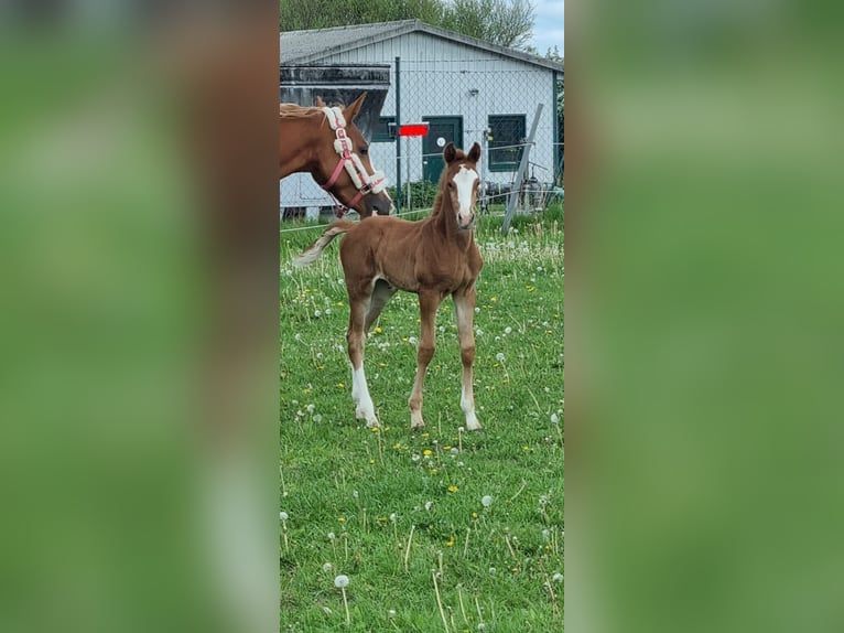 BPH LH DIAMOND HEART Poney de selle allemand Étalon Dunalino in Heidelberg