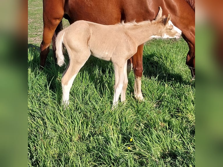 BPH LH DIAMOND HEART Poni alemán Semental Dunalino (Cervuno x Palomino) in Heidelberg