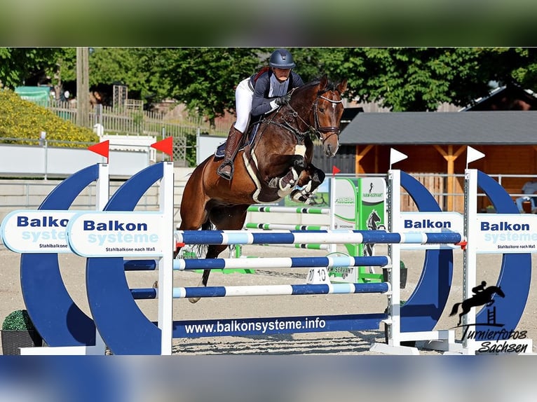 Brandebourgeois Hongre 10 Ans Bai in Kremitzaue Polzen