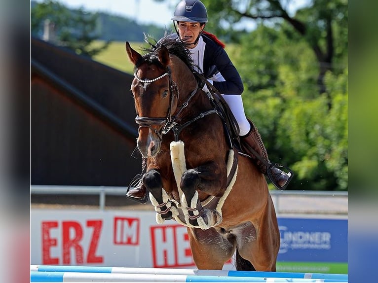 Brandebourgeois Hongre 10 Ans Bai in Kremitzaue Polzen