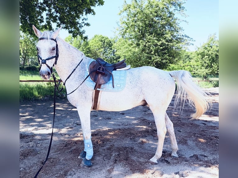 Brandebourgeois Hongre 17 Ans 169 cm Gris in Herzlake
