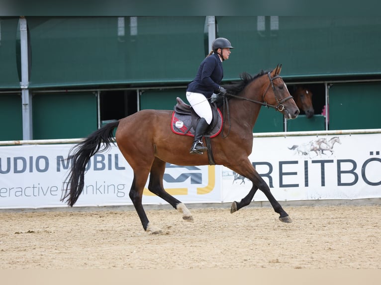 Brandebourgeois Hongre 4 Ans 172 cm Bai in Tiefgraben