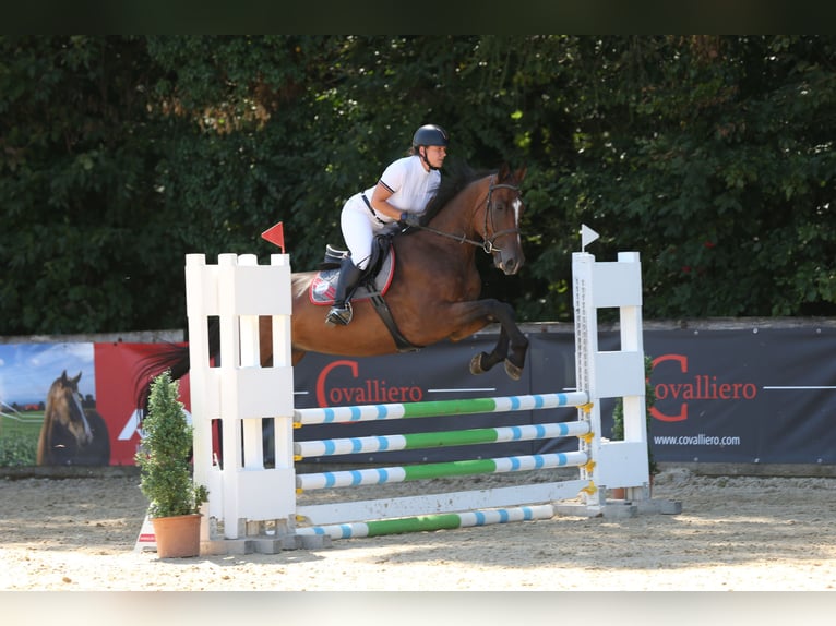 Brandebourgeois Hongre 4 Ans 172 cm Bai in Tiefgraben