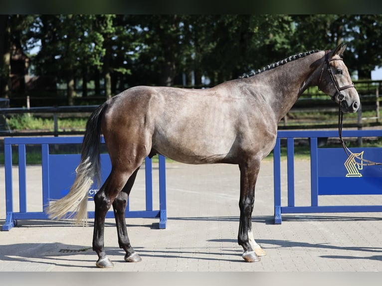 Brandebourgeois Hongre 4 Ans 172 cm Gris in Altenberge