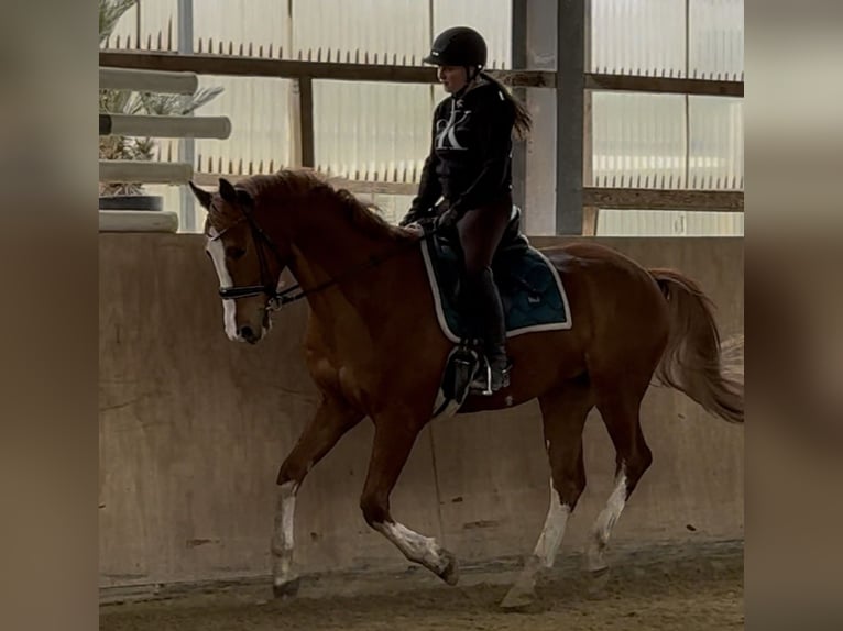 Brandebourgeois Hongre 6 Ans 165 cm Alezan in Pulheim