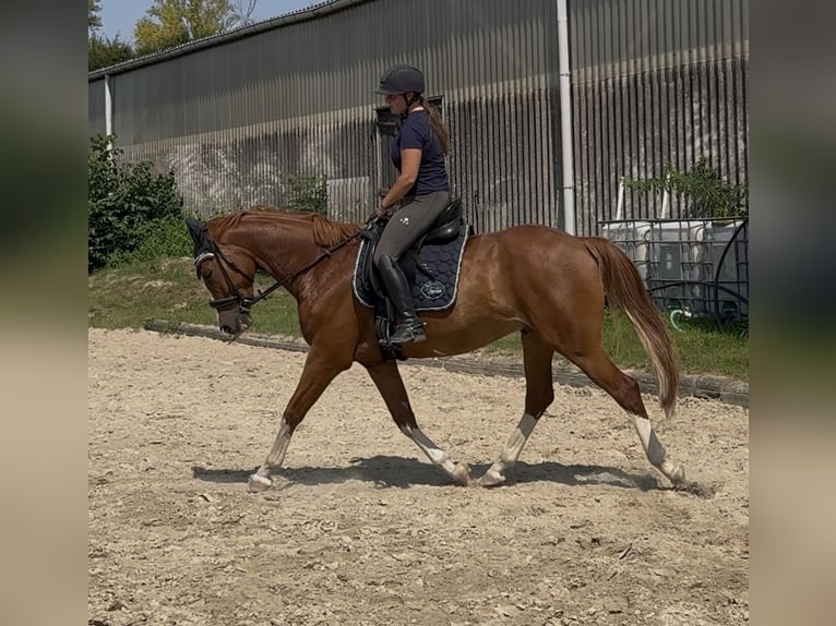 Brandebourgeois Hongre 6 Ans 166 cm Alezan in Pulheim