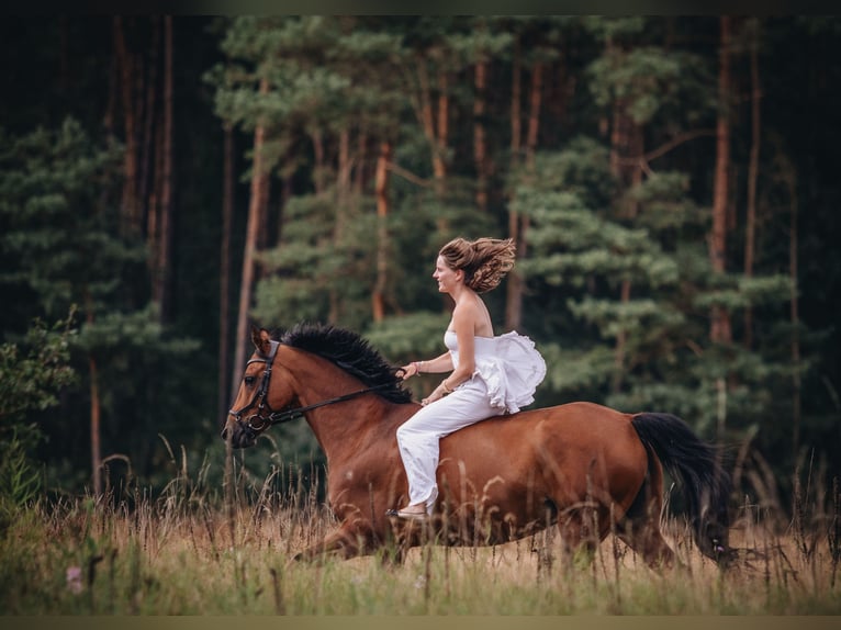 Brandebourgeois Jument 10 Ans 152 cm Bai in Lüdersdorf