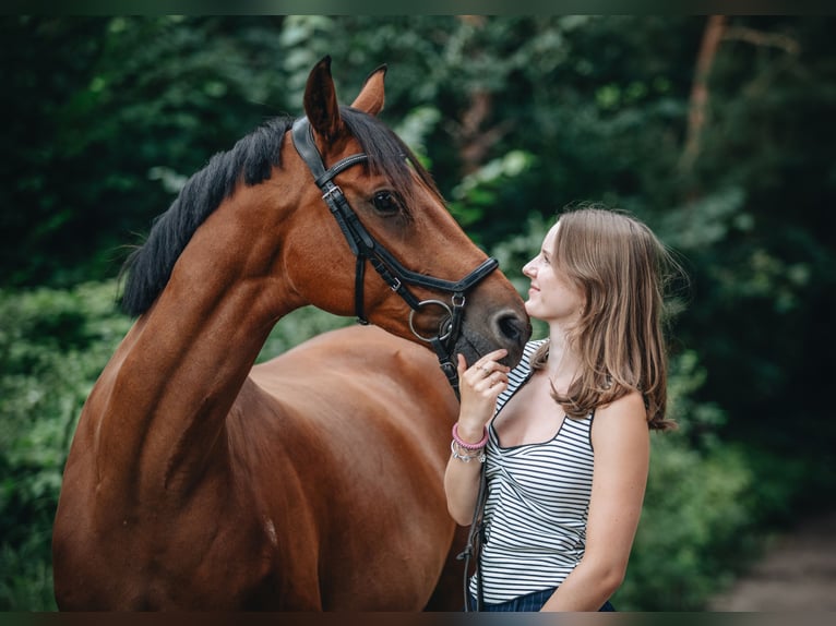 Brandebourgeois Jument 10 Ans 152 cm Bai in Lüdersdorf