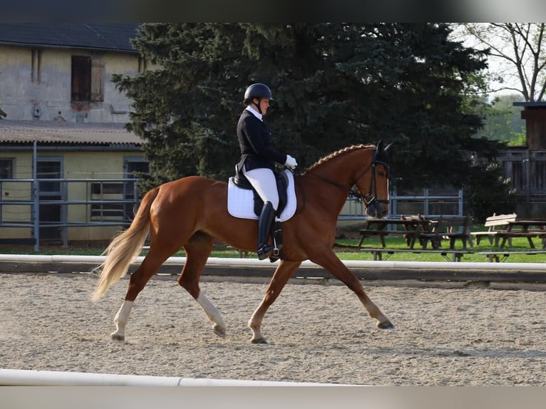 Brandebourgeois Jument 10 Ans 176 cm Alezan in Graz