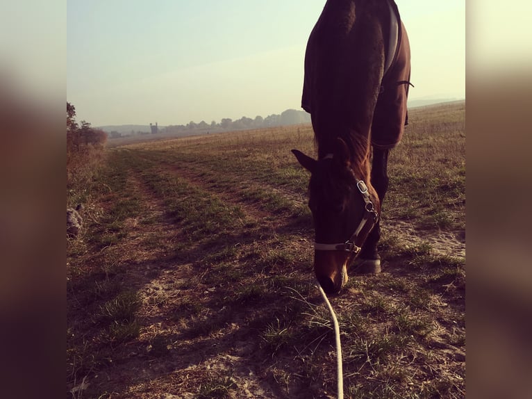 Brandebourgeois Jument 14 Ans 164 cm Bai in Treuenbrietzen