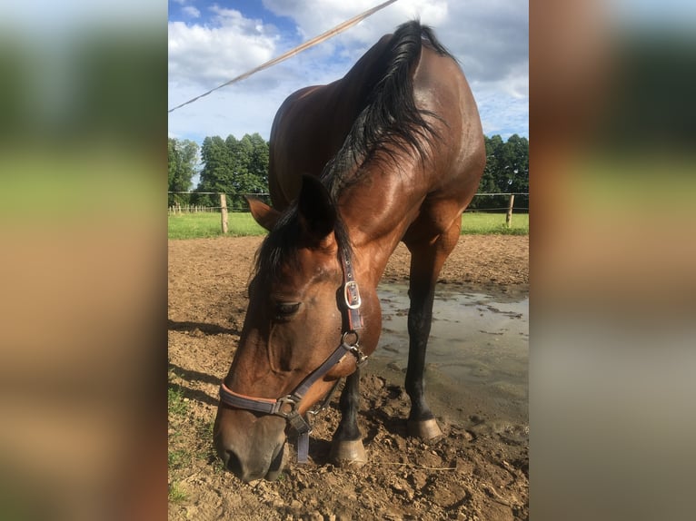 Brandebourgeois Jument 15 Ans 169 cm Bai in Nuthe-Urstromtal