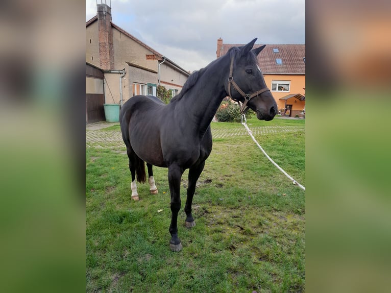 Brandebourgeois Jument 18 Ans 165 cm Bai brun in Karstädt