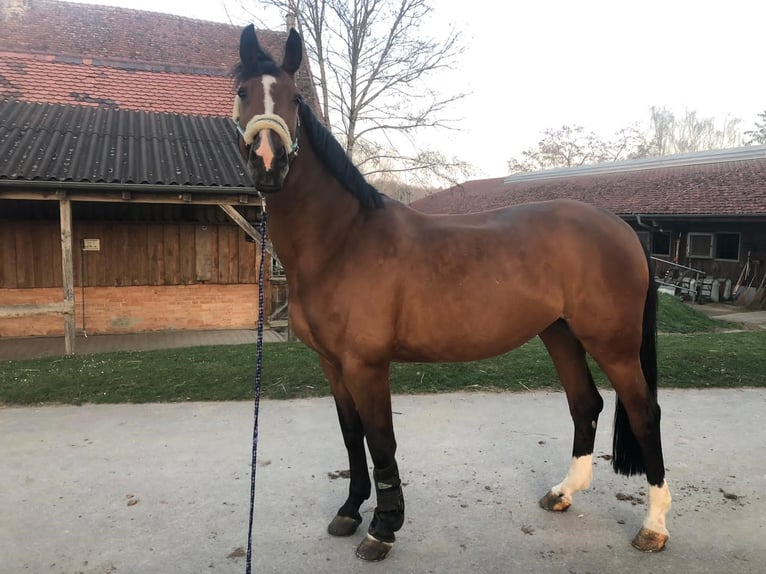 Brandebourgeois Jument 18 Ans 175 cm Bai in Reutlingen