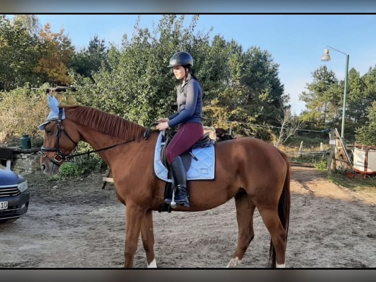 Brandebourgeois Jument 19 Ans 164 cm Alezan in Krausnick