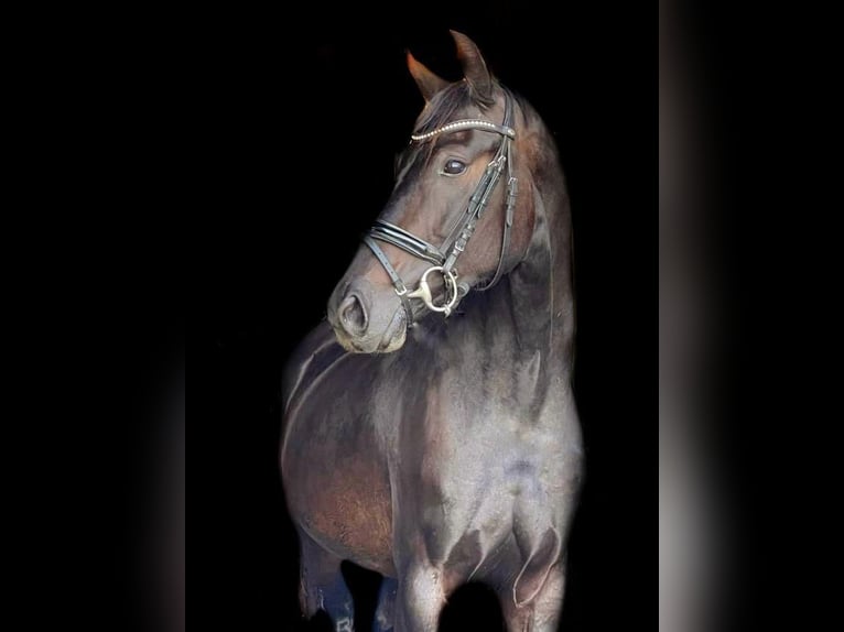 Brandebourgeois Jument 7 Ans 158 cm Bai brun in Schönwalde