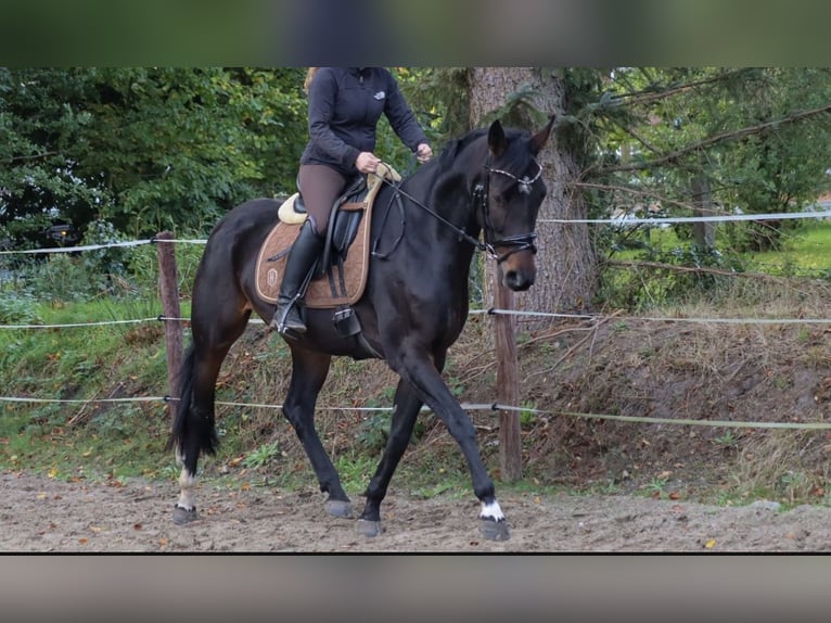 Brandebourgeois Jument 7 Ans 160 cm Bai brun in Loxstedt