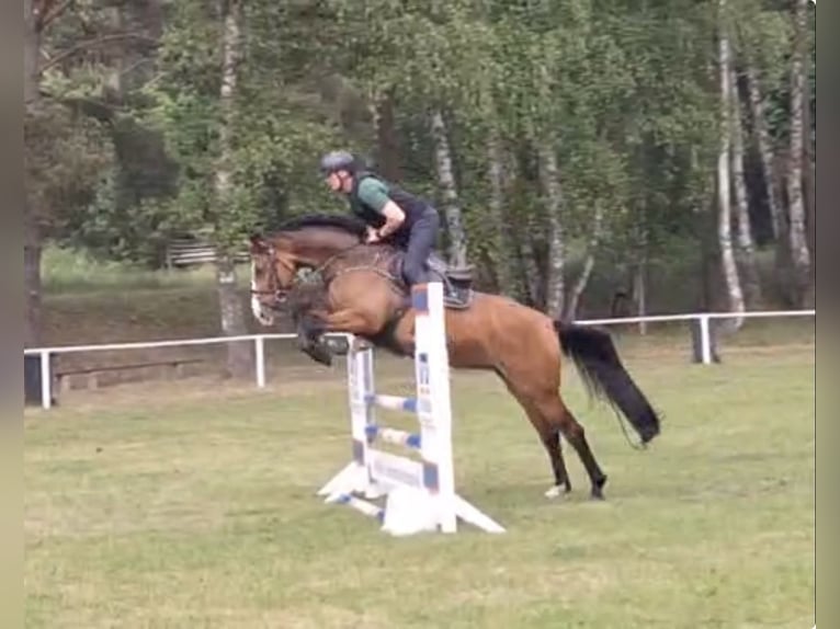 Brandebourgeois Jument 7 Ans 167 cm Bai in Prenzlau