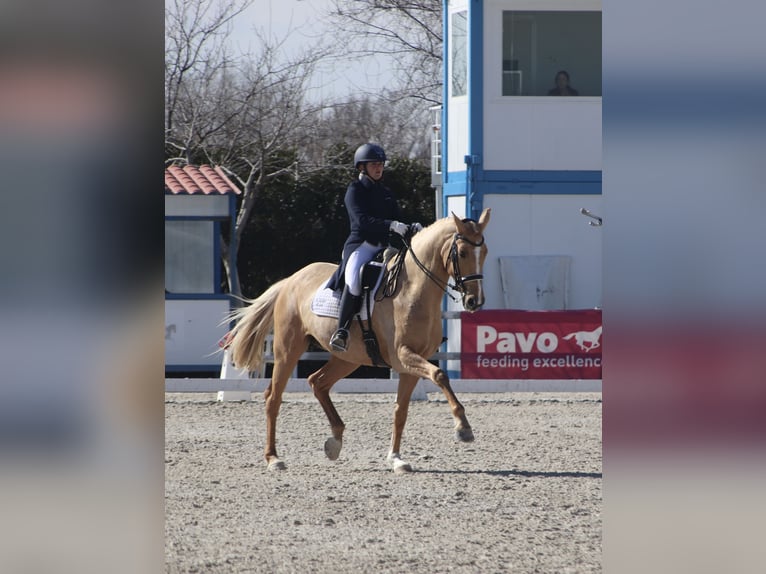 Brandebourgeois Jument 9 Ans 175 cm Palomino in Turis