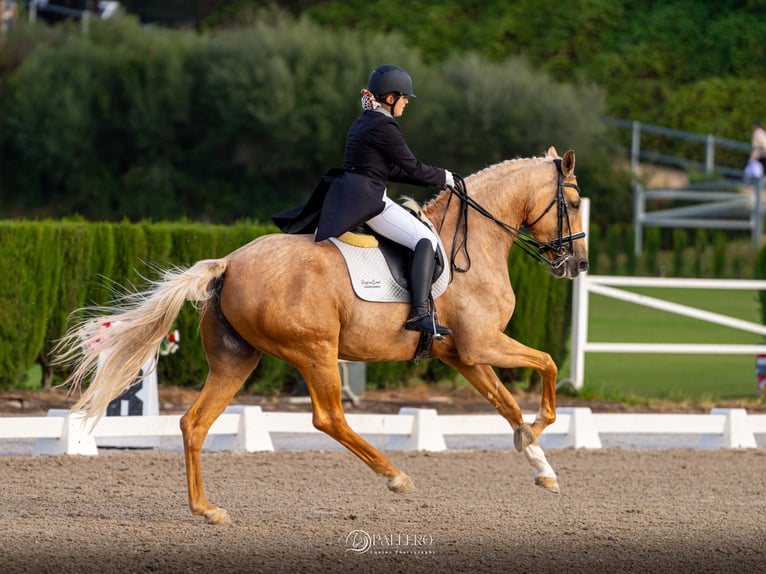 Brandebourgeois Jument 9 Ans 175 cm Palomino in Turis