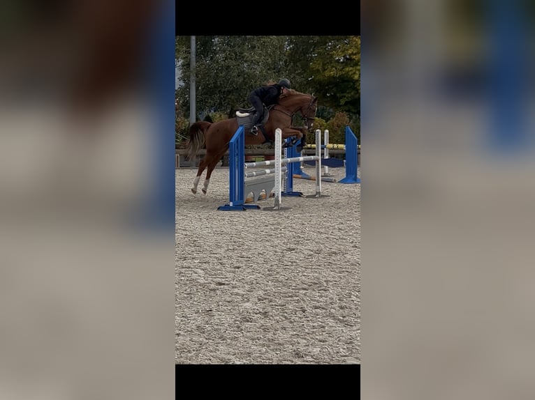 Brandeburghese Castrone 11 Anni Sauro in Villingen-Schwenningen