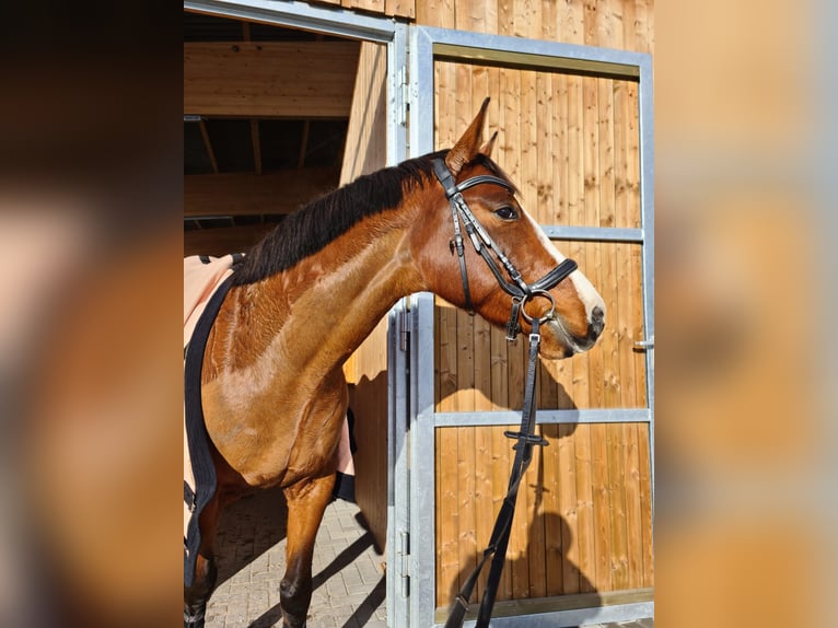Brandeburghese Castrone 12 Anni 165 cm Baio in Velten