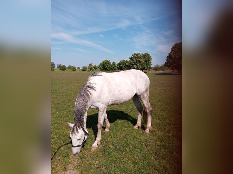 Brandeburghese Castrone 13 Anni 169 cm Grigio pezzato in Großbeeren