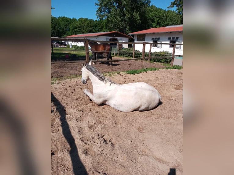 Brandeburghese Castrone 13 Anni 169 cm Grigio pezzato in Großbeeren