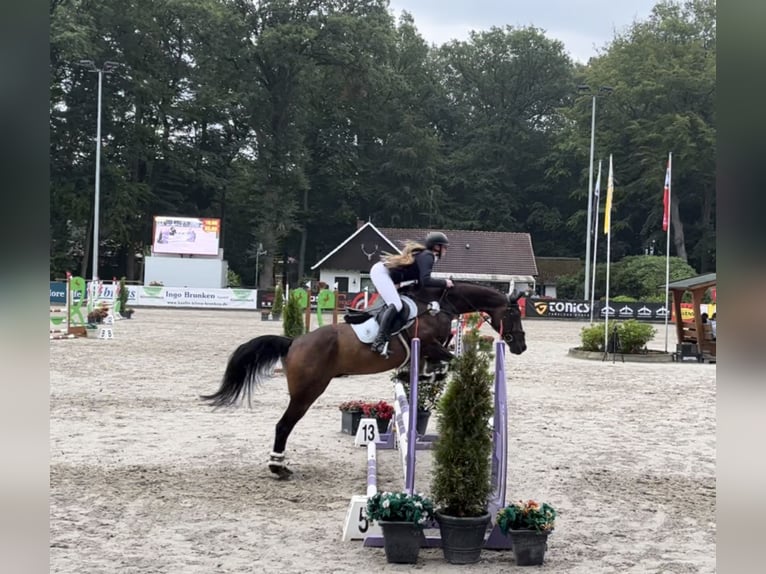 Brandeburghese Castrone 19 Anni 164 cm Baio in Gro&#xDF; Ippener