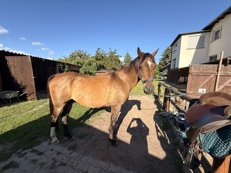 Brandeburghese Castrone 21 Anni 165 cm Baio in Krielow
