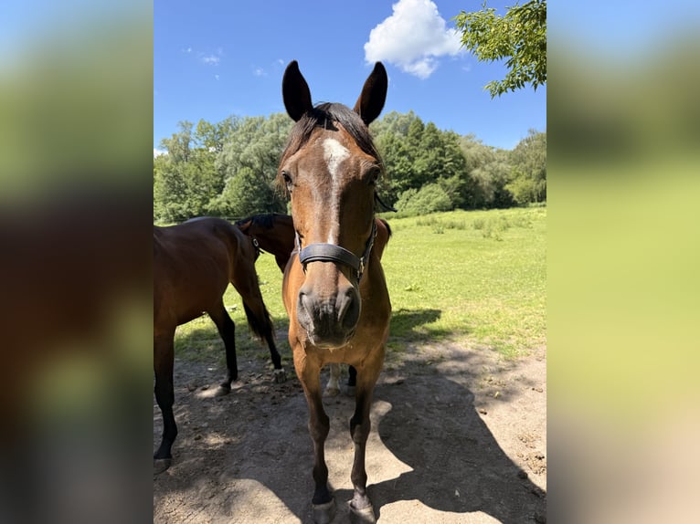 Brandeburghese Castrone 21 Anni 165 cm Baio in Krielow