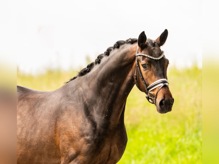 Brandeburghese Castrone 4 Anni 168 cm Baio in Gleichen