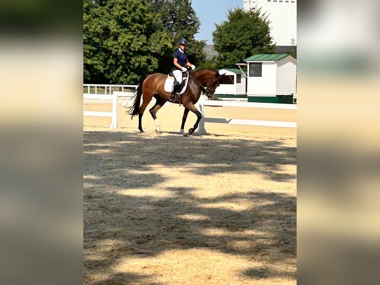 Brandeburghese Castrone 4 Anni 172 cm Baio in Tiefgraben