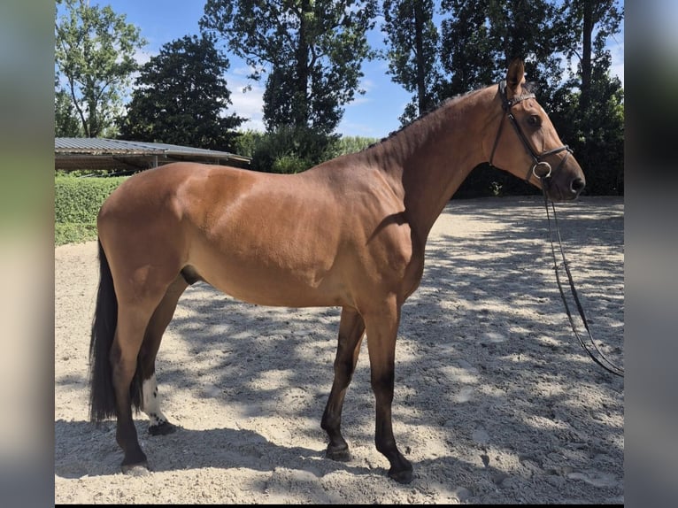 Brandeburghese Castrone 4 Anni 176 cm Baio in Willich
