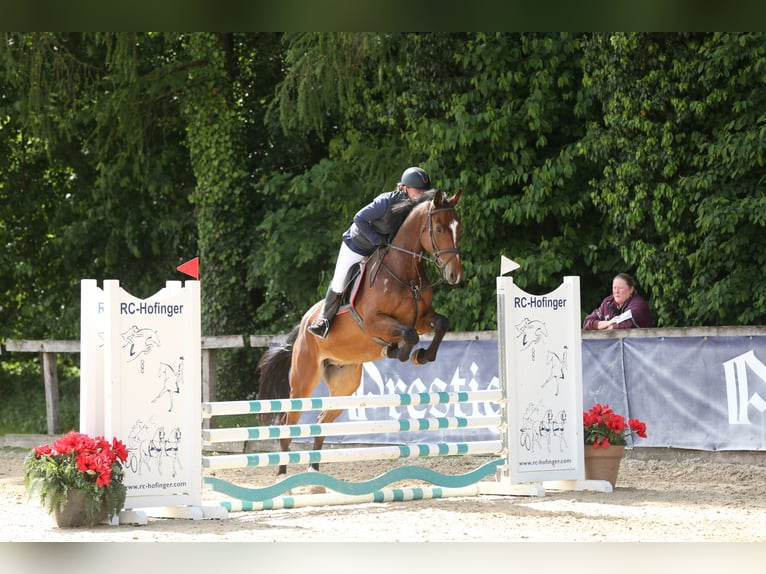 Brandeburghese Castrone 5 Anni 172 cm Baio in Tiefgraben