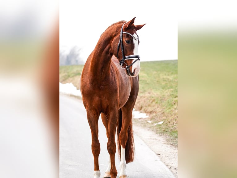 Brandeburghese Castrone 5 Anni 173 cm Sauro in Gleichen