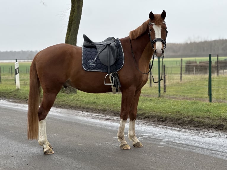 Brandeburghese Castrone 6 Anni 165 cm Sauro in Pulheim