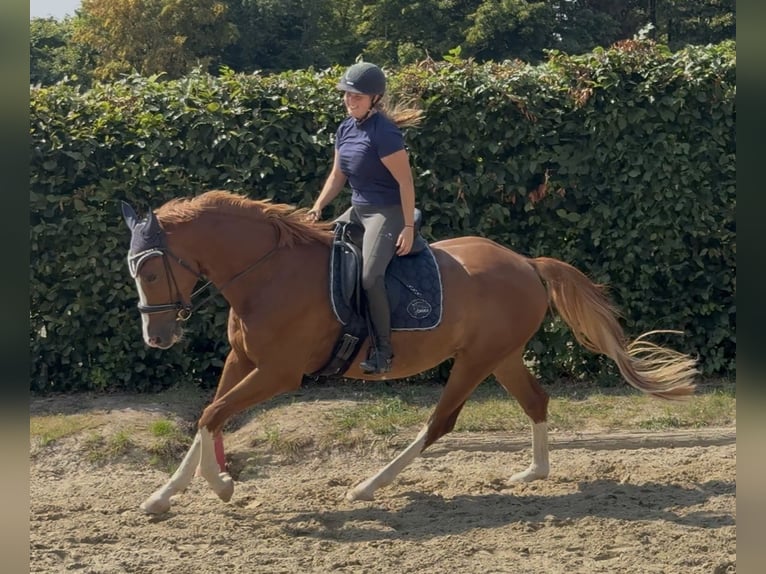 Brandeburghese Castrone 6 Anni 166 cm Sauro in Pulheim