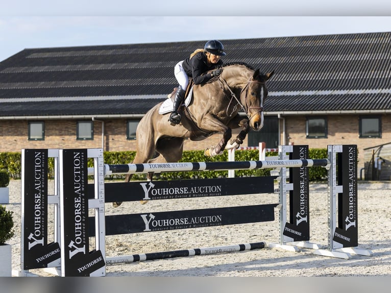 Brandeburghese Castrone 8 Anni 182 cm Baio in Waddinxveen