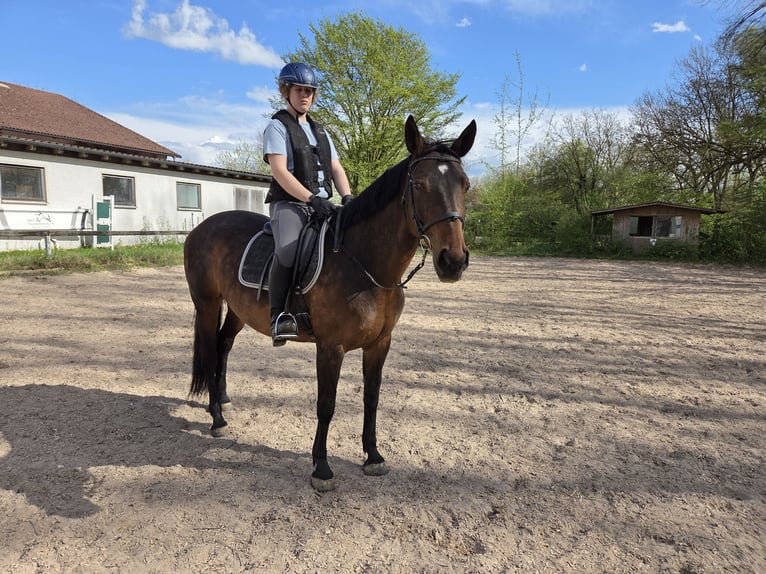 Brandeburghese Giumenta 13 Anni 163 cm Baio in Neuburg an der Donau