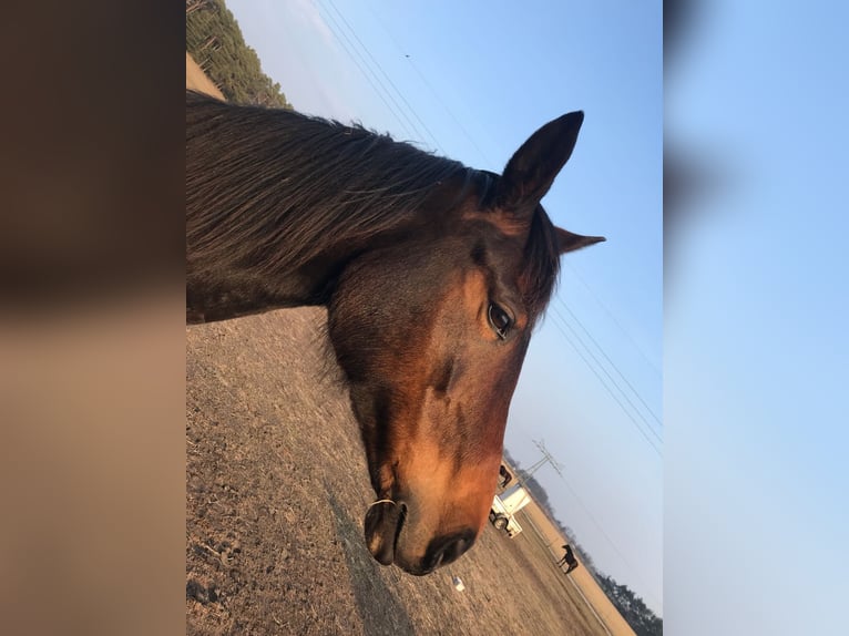 Brandeburghese Giumenta 14 Anni 164 cm Baio in Treuenbrietzen